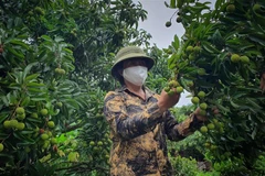 Chăm sóc cây vải tại Hợp tác xã Nông nghiệp Thanh Hải, xã Thanh Hải, huyện Lục Ngạn (Bắc Giang). (Ảnh: Danh Lam/TTXVN) 