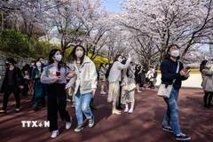 Ngắm hoa anh đào nở rộ tại Seoul, Hàn Quốc, ngày 6/4/2022. (Ảnh: AFP/TTXVN) 