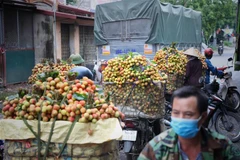 Vận chuyển vải đến điểm thu mua tại huyện Tân Yên, Bắc Giang ngày 28/5. (Ảnh: Danh Lam/TTXVN) 