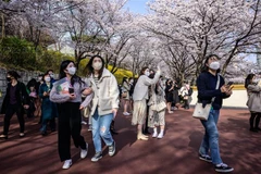 Ngắm hoa anh đào nở rộ tại Seoul, Hàn Quốc, ngày 6/4/2022. (Ảnh: AFP/TTXVN) 