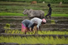 Nông dân trồng lúa trên cánh đồng ở Nagaon, bang Assam, Ấn Độ, ngày 14/7/2024. (Ảnh: THX/TTXVN)