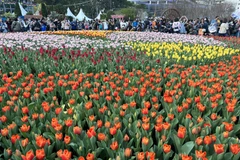 [Photo] Ngập tràn sắc màu tại triển lãm hoa ở Hong Kong