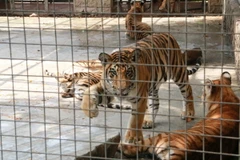 Các cá thể hổ được chăm sóc tại Khu du lịch Vườn Xoài. (Ảnh: Lê Xuân/TTXVN)