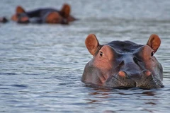 Canô bị lật sau khi va chạm với hà mã. (Nguồn: Pixabay)