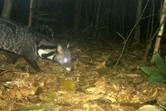 Phát hiện nhiều loài cầy quý hiếm ở Khu bảo tồn thiên nhiên Xuân Liên