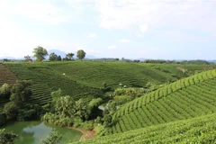 Vùng sản xuất chè an toàn tại xóm Cầu Đá, xã Hoàng Nông, huyện Đại Từ. (Ảnh: Hoàng Nguyên/TTXVN) 