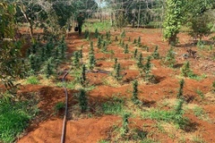 Vườn trồng trái phép cây cần sa ở huyện Krông Năng bị lực lượng chức năng triệt phá vào tháng 5/2020. (Ảnh: TTXVN phát) 