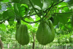 Su su Sa Pa nổi tiếng về độ ngon ngọt không nơi nào sánh bằng. 