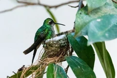 Chim ruồi ong tại Cuba. (Ảnh: Getty Images/TTXVN)