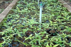 Nhân giống cây rau sắng tại Vườn Quốc gia Bến En. (Ảnh: Nguyễn Nam/TTXVN) 