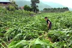 Ảnh minh họa. (Nguồn: TTXVN phát)