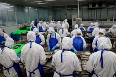 Chế biến tôm xuất khẩu tại Thành phố Hồ Chí Minh. (Ảnh: Hồng Đạt/TTXVN)