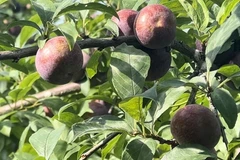 Mận chín sớm trên cao nguyên Bắc Hà