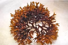 ​Tảo nâu (rong biển nâu) chỉ có tại khu vực biển thuộc bang Nam Australia có chứa chất chống lão hóa. (Nguồn: Getty Images)