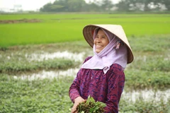 Hình ảnh người dân ở tâm dịch Sơn Lôi trước ngày dỡ bỏ cách ly