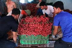 Thu mua vải thiều tại một điểm cân ở xã Phượng Sơn, huyện Lục Ngạn (Bắc Giang). (Ảnh: Danh Lam/TTXVN) 