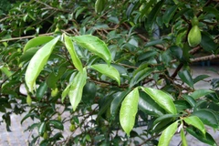 Bạch mộc hương. (Nguồn: wikiwand.com) 