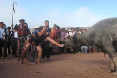 Nghi thức đâm trâu đã được người Cơ Tu. (Nguồn: laodong.vn)