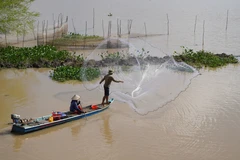 Mùa cá ra sông ở Đồng Tháp, người dân thêm thu nhập