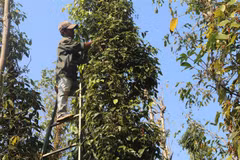 Nông dân xã Quảng Thành, huyện Châu Đức, tỉnh Bà Rịa-Vũng Tàu thu hoạch tiêu. (Ảnh: Hoàng Nhị/TTXVN) 