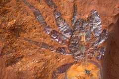 Đây là hóa thạch nhện lớn nhất từng được ghi nhận ở Australia. (Nguồn: Bảo tàng Australia)