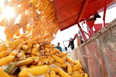 Nông dân thu hoạch ngô tại tỉnh Hà Bắc, Trung Quốc, ngày 8/10/2023. (Ảnh: THX/TTXVN)