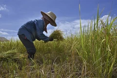 Nông dân gặt lúa trên cánh đồng tại tỉnh Ayutthaya, Thái Lan. (Ảnh: AFP/TTXVN)