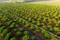 Nông trại Chanh Việt. (Nguồn: chanhviet.com) 