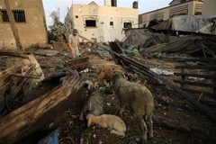 Những ngôi nhà bị phá hủy sau cuộc không kích của Israel xuống thành phố Khan Younis ở Dải Gaza, ngày 23/10/2023. (Ảnh: THX/TTXVN)