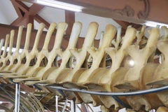 Chiêm ngưỡng hai bộ xương cá voi lớn nhất Việt Nam ở đảo Lý Sơn