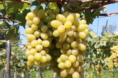 Nho xanh là một trong những sản phẩm OCOP nổi tiếng của Ninh Thuận. (Ảnh: Nguyễn Thành/TTXVN) 