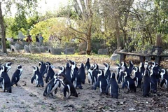 Chim cánh cụt Cape tại vườn thú Pairi Daiza. (Ảnh: Hương Giang/TTXVN) 