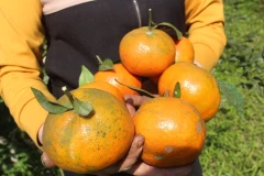 [Photo] Đặc sản Cam bù Hà Tĩnh sẵn sàng cho vụ Tết Nguyên đán