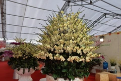 Lan Hồ Điệp được bày bán trên cửa hàng hoa phố Lạc Long Quân. (Ảnh: Phương Anh/TTXVN) 