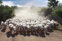 Hình ảnh về một Ninh Thuận ngày càng đổi thay, giàu mạnh hơn