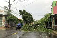 (Ảnh minh họa: Sỹ Thắng/TTXVN) 
