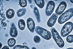 Salmonella có thể tìm thấy trong rất nhiều loại thực phẩm như thịt gà, thịt bò, thịt lợn, trứng, rau, trái cây và thậm chí cả trong thực phẩm chế biến. (Nguồn: Tempo) 