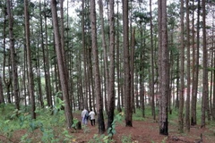 Diện tích rừng bị đầu độc là cánh rừng phòng hộ, những cây thông hàng chục năm tuổi. (Ảnh: Chu Quốc Hùng/TTXVN)