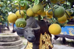 [Photo] Cây cảnh 'Trâu cõng bưởi' phục vụ dịp Tết Nguyên đán Tân Sửu