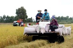 Thu hoạch lúa tại Long An. (Ảnh: Bùi Giang/TTXVN) 