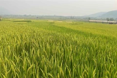 Ảnh minh họa. (Nguồn: TTXVN)