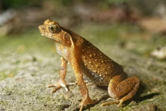 Ảnh minh họa. (Nguồn: scmp.com) 