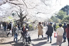 Bất chấp dịch COVID-19, người dân vẫn đi ngắm hoa anh đào. (Ảnh: Thành Hữu/TTXVN) 