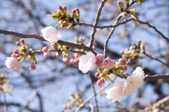 Fukushima cảm ơn hỗ trợ của Việt Nam sau thảm họa động đất, sóng thần