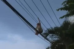[Video] "Thót tim" cảnh người phụ nữ đi trên dây điện ở Bình Dương