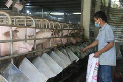 Một trang trại chăn nuôi ở Bà Rịa-Vũng Tàu. (Ảnh: Hoàng Nhị/TTXVN) 
