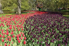 Đắm mình trong vườn hoa tuylip nổi tiếng nhất thế giới tại Hà Lan