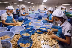 Chế biến hạt điều. (Ảnh: Đình Huệ/TTXVN) 