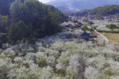 Lên Điện Biên ngắm hoa mận nở trắng muốt dưới chân đèo Tằng Quái