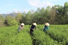 Nông dân thu hoạch chè tại Cao Bằng. (Ảnh: Chu Hiệu/TTXVN)